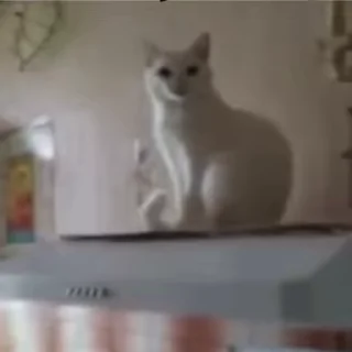 Video sticker 👋 котики @meowmeowmeowmeowmwo :: @fStikBot
