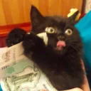 Video sticker 😵 Забавные животные (@safthome)