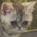 Video sticker 😔 Забавные животные (@safthome)