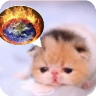 Telegram sticker 🐱 @madessiz stickers