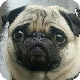 Sticker 🫥 Мопсы