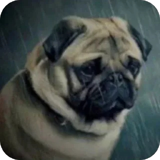 Video sticker 🫥 Мопсы
