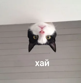 Telegram sticker 🙃 𓃠  @noona_stickers