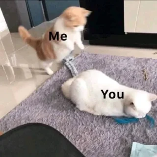 Video sticker 💞 𓃠  @noona_stickers