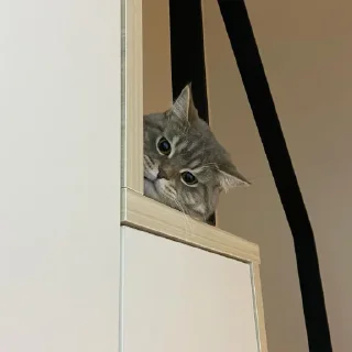 Telegram sticker 👀 𓃠  @noona_stickers