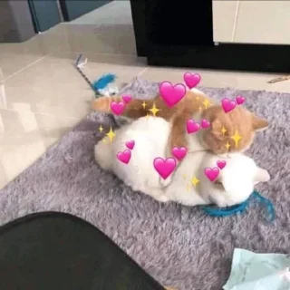 Video sticker 💞 𓃠  @noona_stickers