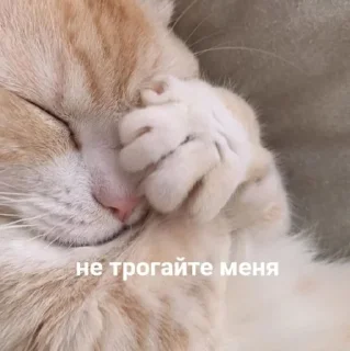 Video sticker 🤦 𓃠  @noona_stickers