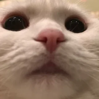 Telegram sticker 😶 𓃠  @noona_stickers