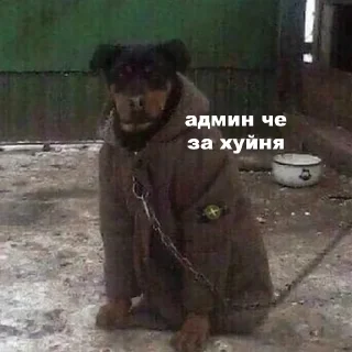 Telegram sticker 🧐 @fa_sales_eu