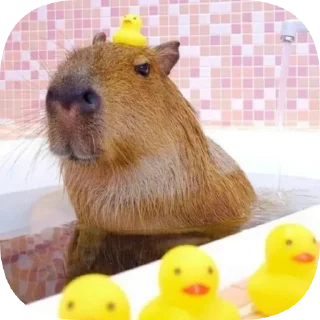 Telegram sticker 🐥 Капибарность @Capybaraness