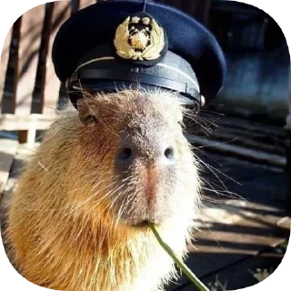 Sticker 👨‍✈️ Капибарность @Capybaraness