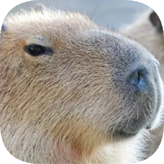 Video sticker 🙂 Капибарность @Capybaraness