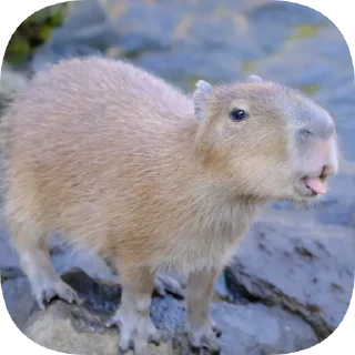 Telegram sticker 😝 Капибарность @Capybaraness