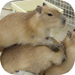 Telegram sticker 🙈 Капибарность @Capybaraness