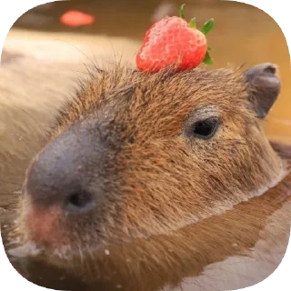 Telegram sticker 🍓 Капибарность @Capybaraness