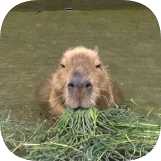 Telegram sticker 🥬 Капибарность @Capybaraness