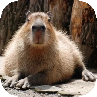 Video sticker 😏 Капибарность @Capybaraness