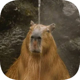Telegram sticker 🚿 Капибарность @Capybaraness