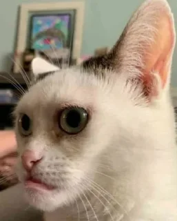 Telegram sticker 😐 Mr.Dragon's Stolen Pack