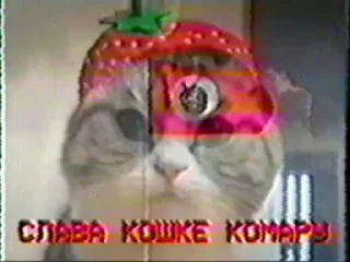 Video sticker 🍓 Котомемы @stikery18x