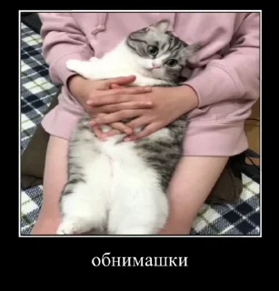 Video sticker 🤗 Котомемы @stikery18x