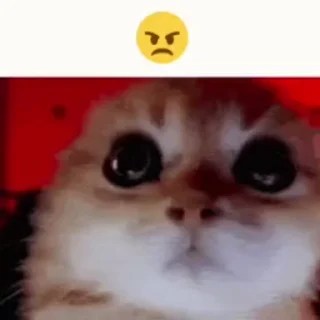 Video sticker 😠 BFF ➤ @emoji_room