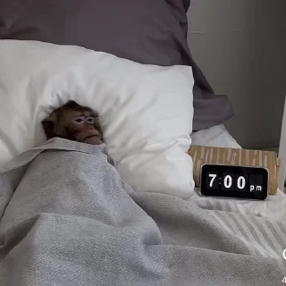 Video sticker 🥱 원숭이에 대한 사랑 🐵         @sonsengim🫩