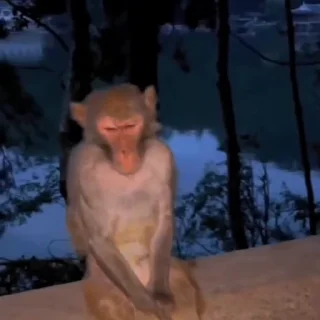 Video sticker 😕 원숭이에 대한 사랑 🐵         @sonsengim🫩