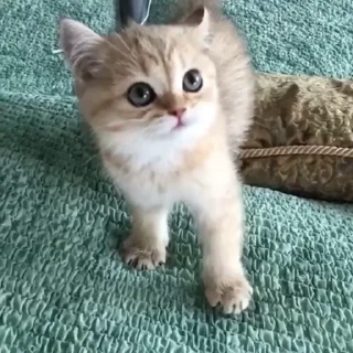 Video sticker 😡 Много стикеров тут @Earth928B