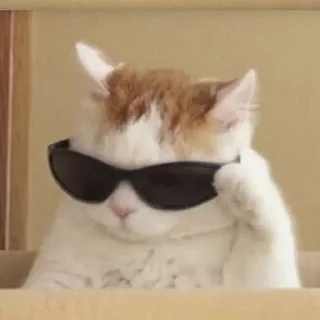 Video sticker 😎 Stupid Cattos by @rkntg
