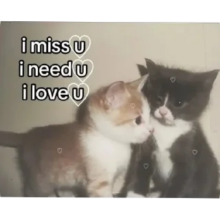 Video sticker 🫀 [🎀]Lahar
