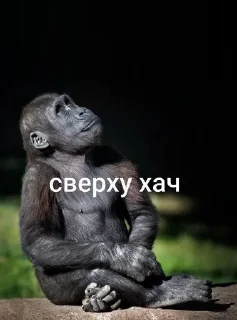 Video sticker 🌟 хохо блять :: @fStikBot