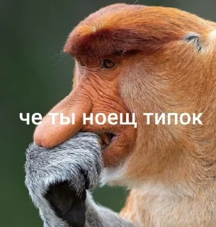 Video sticker 🌟 хохо блять :: @fStikBot