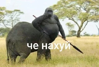 Telegram sticker 🌟 хохо блять :: @fStikBot