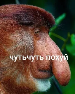 Video sticker 🌟 хохо блять :: @fStikBot