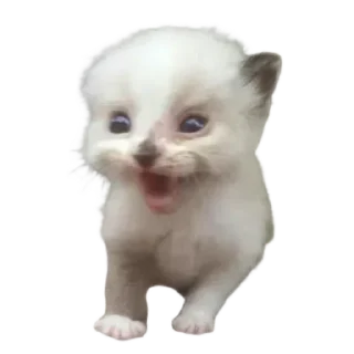 Video sticker 🐱 @oiseaup