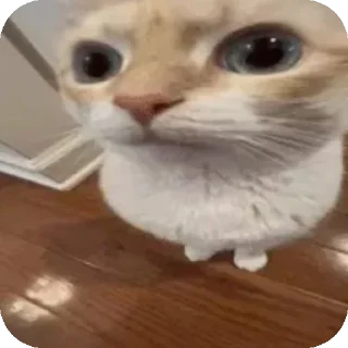Video sticker 🐱 اني🥺
