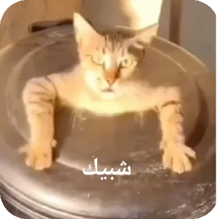 Telegram sticker 🐱 اني🥺