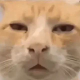 Telegram sticker 🌟 Творческий приход