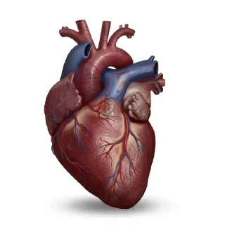 Video sticker 🧸 Jaalala