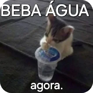 Telegram sticker 🐱 𝑹𝑬𝑨𝑪𝑻𝑰𝑶𝑵𝑺 𝒗𝟏 @Smirn0ff_vdk|