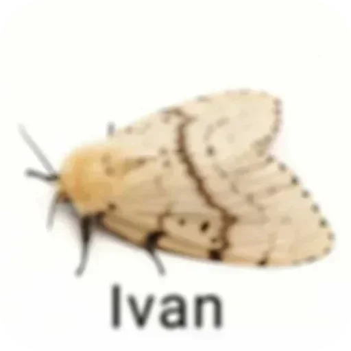 Telegram sticker 🐞 Манго манго🍽🍽🍽