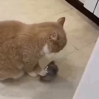 Video sticker 🍽 Schizophrenia animated by @Vhm :: @fStikBot