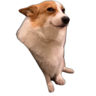 Video sticker 😏 Schizophrenia animated by @Vhm :: @fStikBot