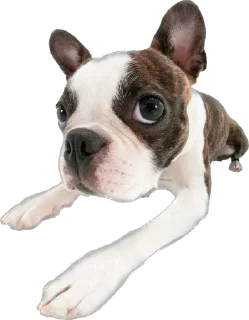 Telegram sticker 😯 Cachorros da Kami