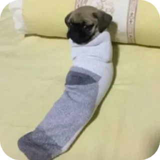 Video sticker 👍 Cachorros da Kami