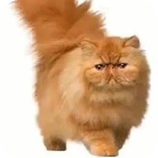 Video sticker 🐱 Айм дилнис