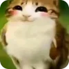 Video sticker 🫥 Мяовл @tgemoji