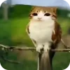Video sticker 🦉 Мяовл @tgemoji