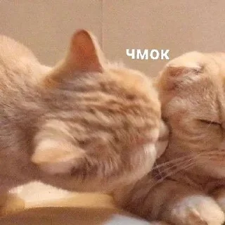 Telegram sticker 💋 eyxo4ydrochit :: @fStikBot